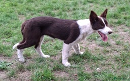 Border Collie dogs for sale: Red and White border collie bitch puppies  - Image 14