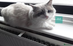 Ragdoll cats for sale: Gorgeous ,confident ragdolls stunning  - Image 17