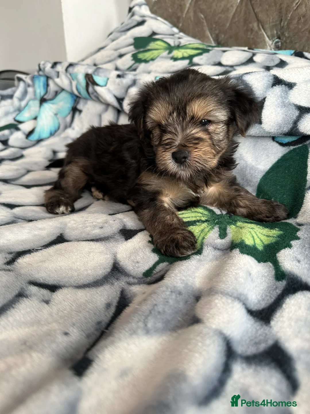 Yorkshire Terrier dogs for sale: 🐾✨ Tiny Paws, Big Love! ✨🐾 - Advert 6