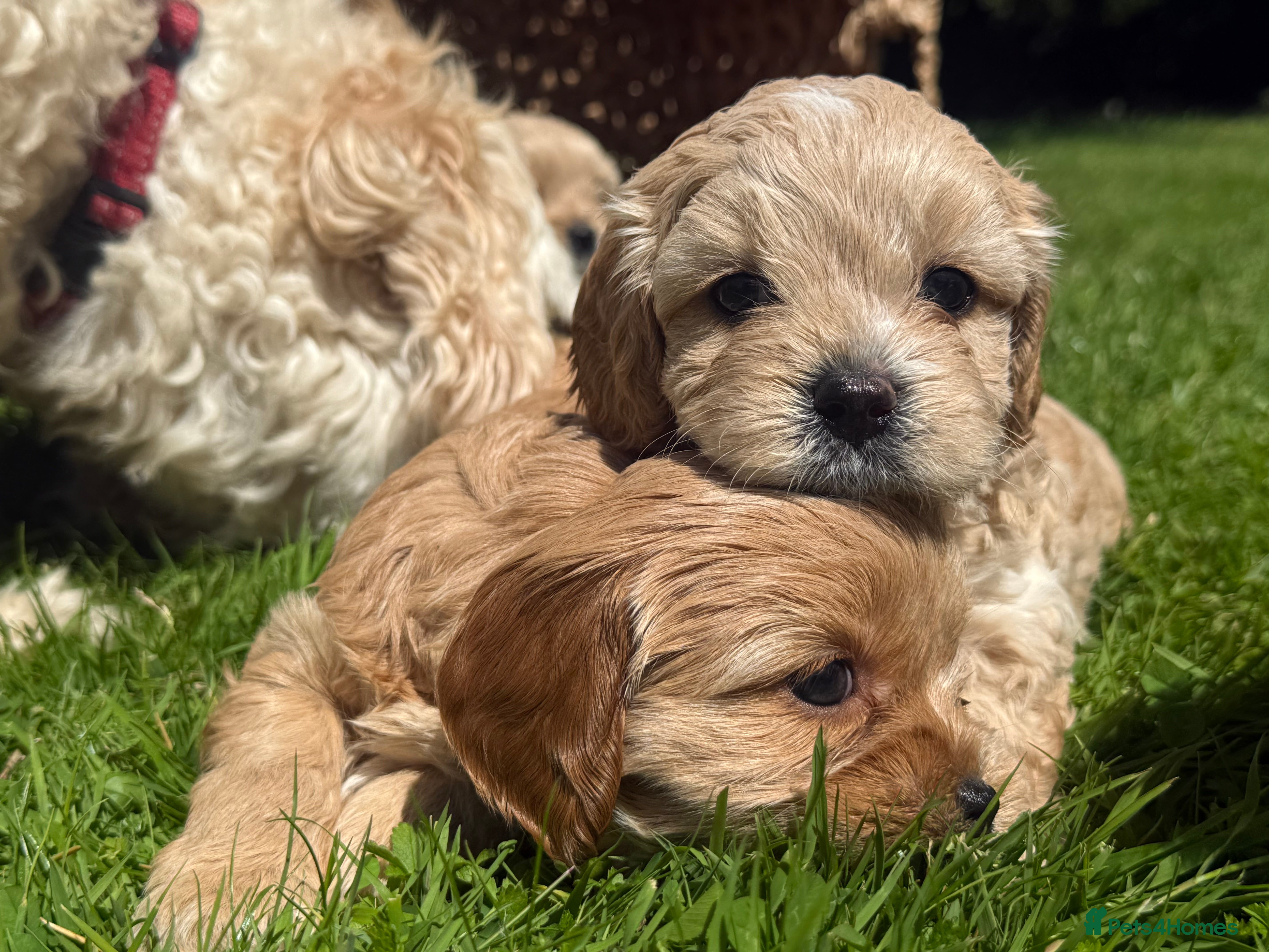 Mixed Breed dogs Beautiful Cavattoodles – Family Raised Puppies - Advert 2