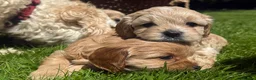 Mixed Breed dogs for sale: Beautiful Cavattoodles – Family Raised Puppies - Advert 2