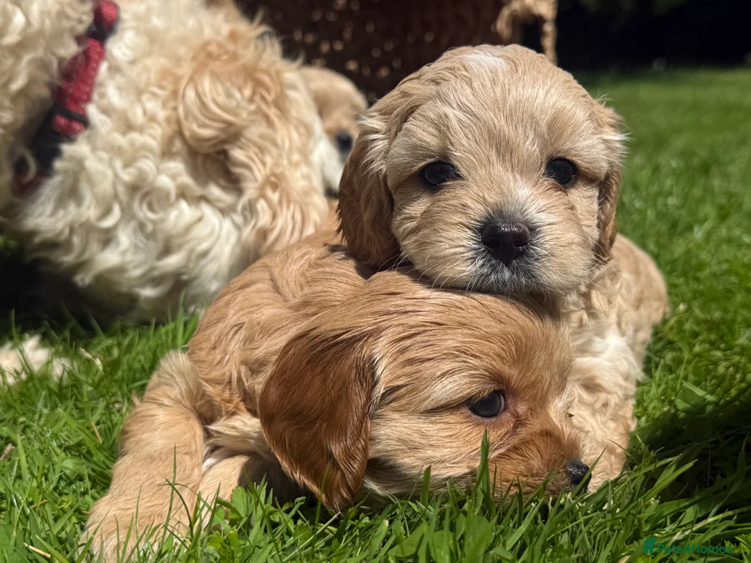 Mixed Breed dogs for sale: Beautiful Cavattoodles – Family Raised Puppies - Advert 2