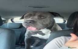 Mixed Breed dogs for sale: Cane corso x staff puppies  - Image 14