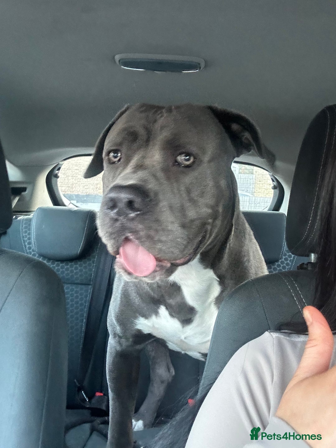 Mixed Breed dogs for sale: Cane corso x staff puppies  - Image 14