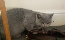British Shorthair cats for sale: GCCF Active Championship line Blue & Lilac Kittens - Advert 37