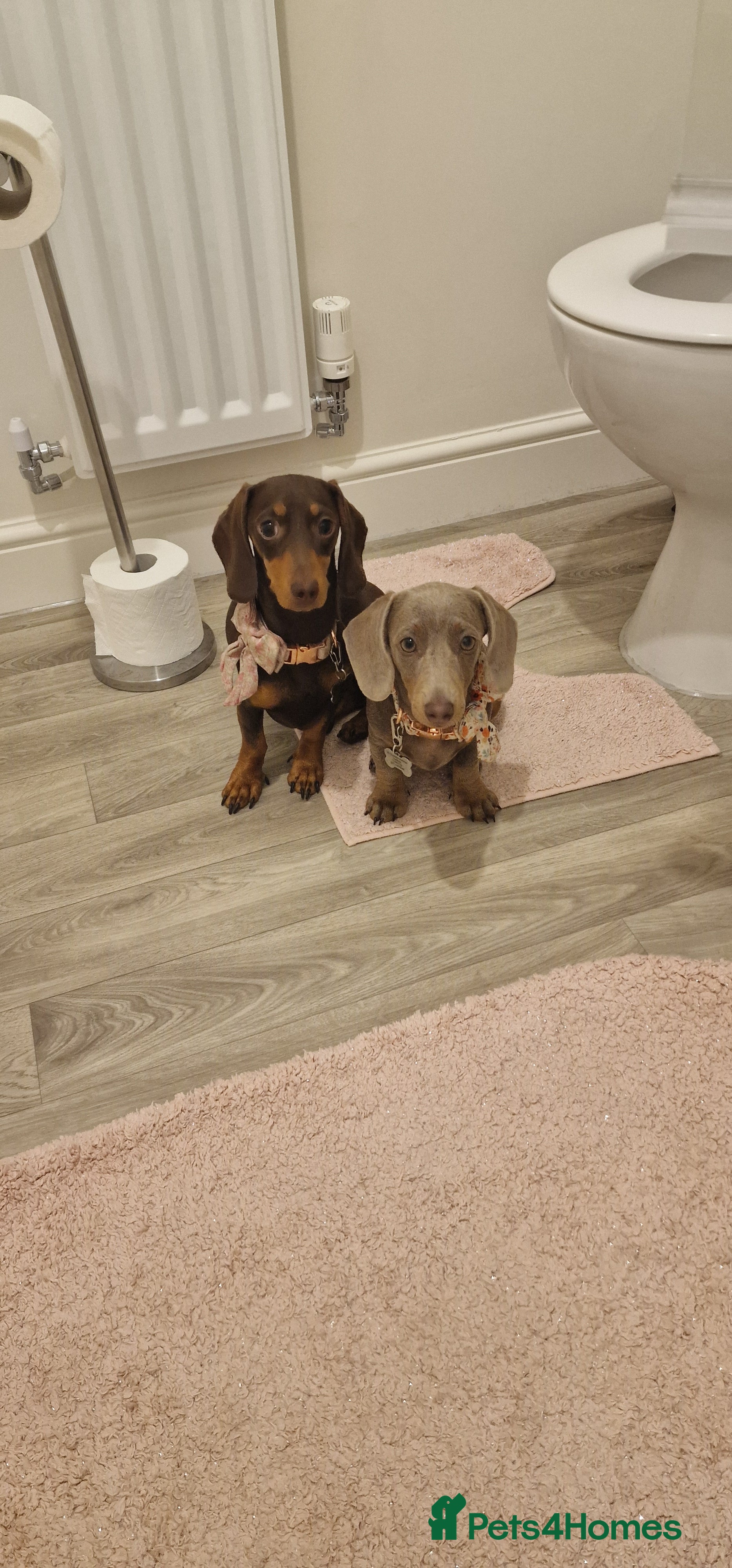 Miniature Dachshund dogs Daisy and Bella  - Advert 2