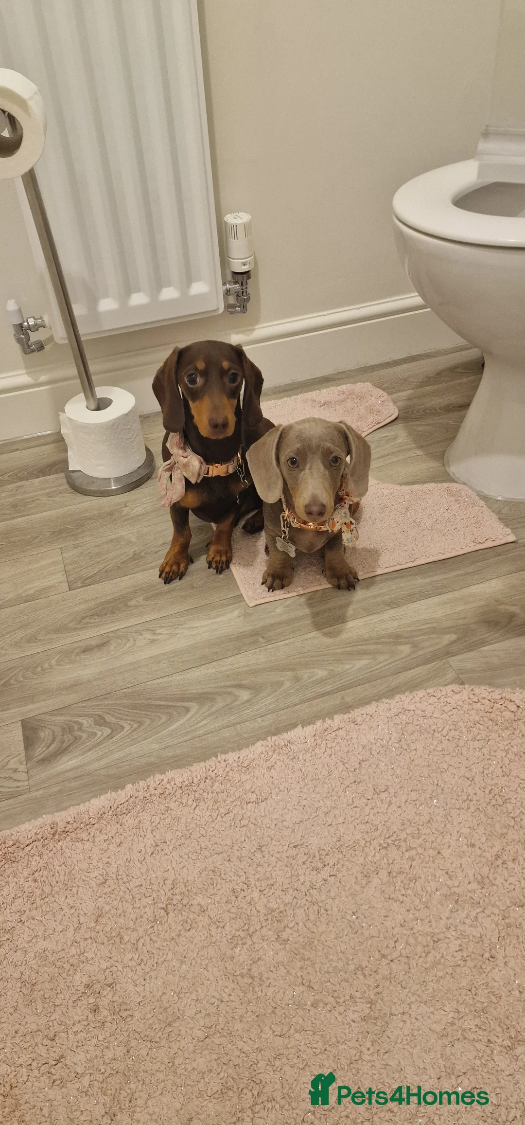Miniature Dachshund dogs for sale: Daisy and Bella  - Advert 1