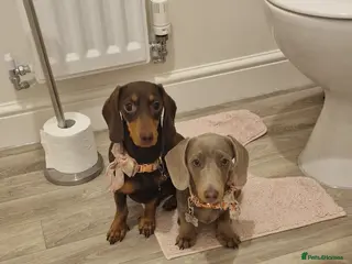 Miniature Dachshund dogs Daisy and Bella - Advert 2