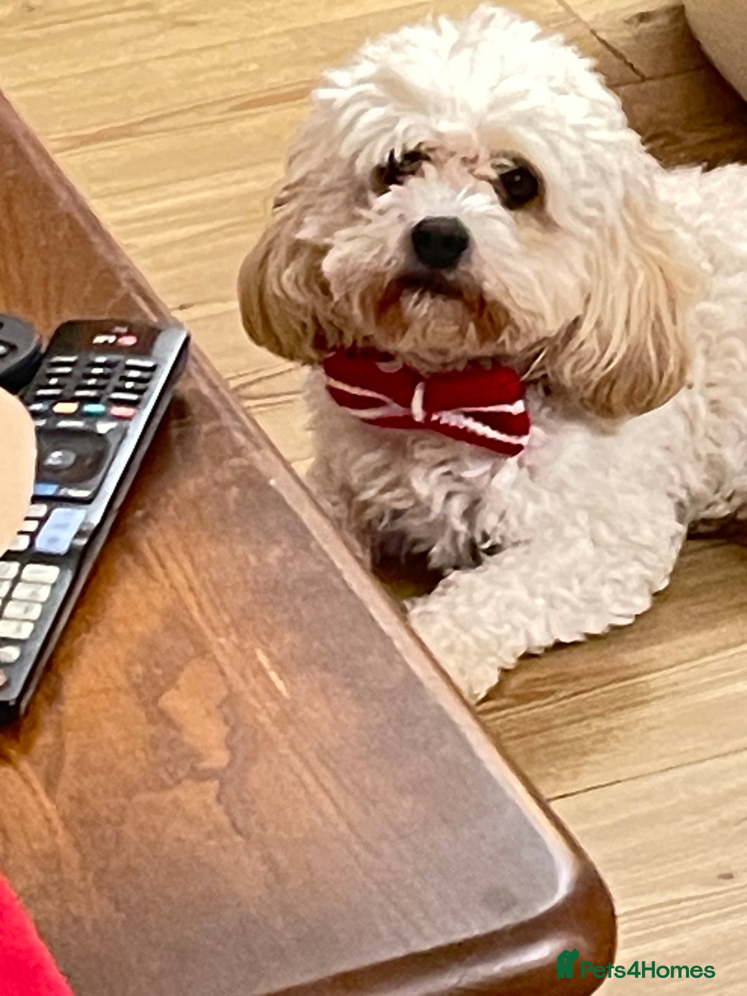 Mixed Breed dogs for sale: Loving, playful bundles of joy - Advert 2