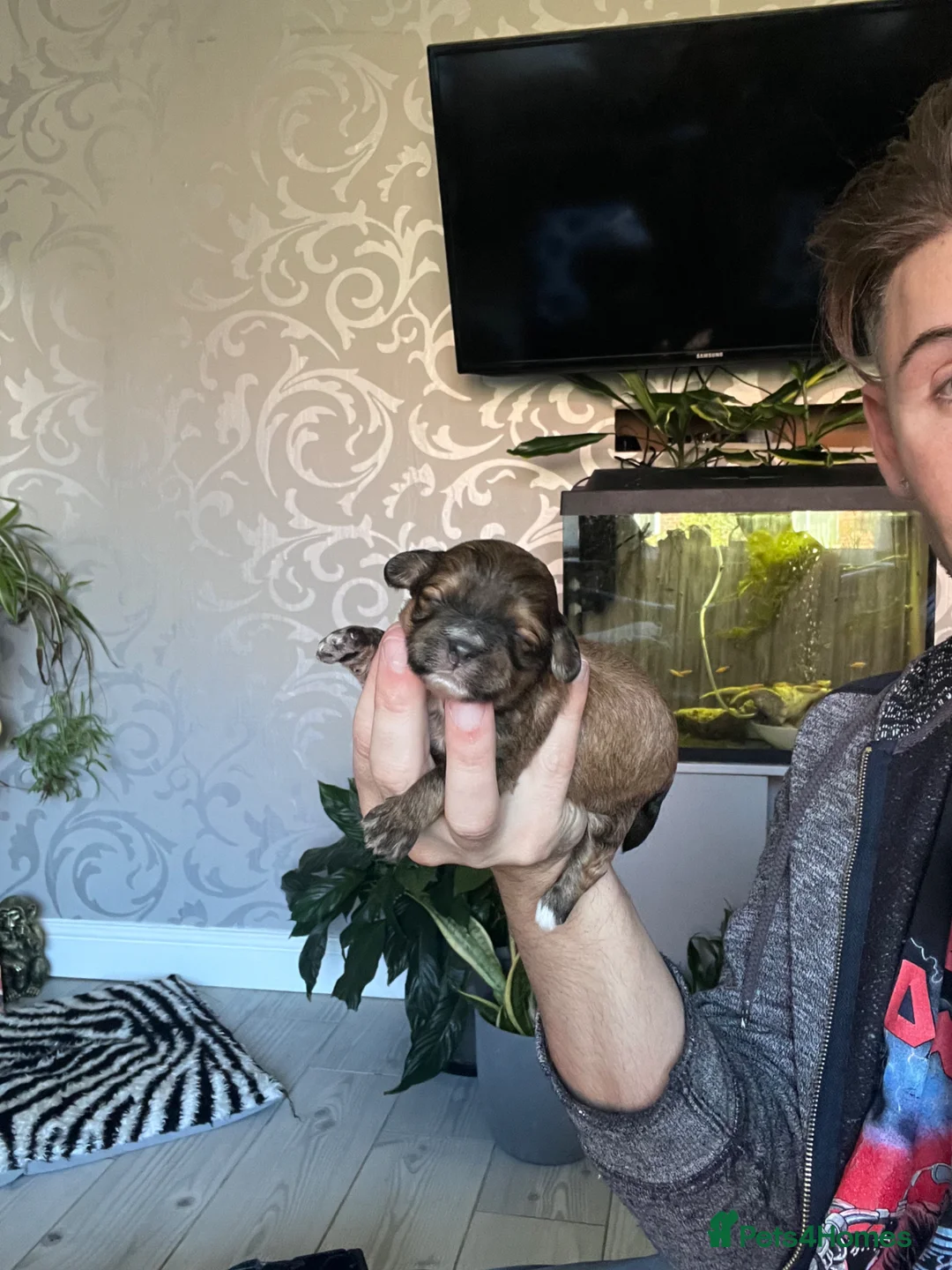 Shih Tzu dogs for sale: Shihtzu-Poodle mix Toy shihpoo puppies  - Advert 2