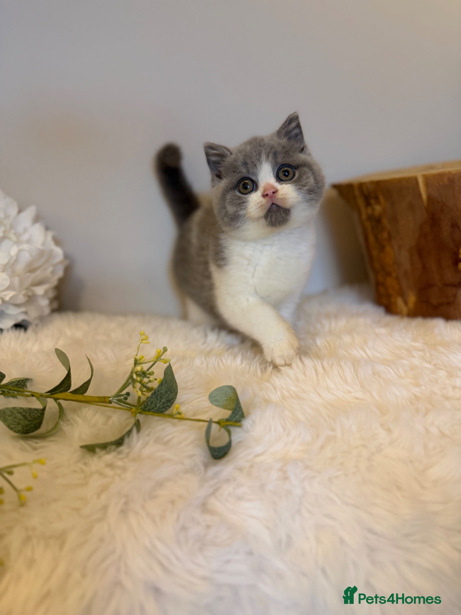 British Shorthair cats READY NOW or soon - Full Pedigree Registered BSH  - Advert 6