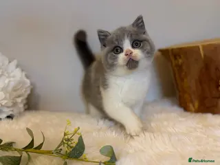 British Shorthair cats READY NOW or soon - Full Pedigree Registered BSH - Advert 6