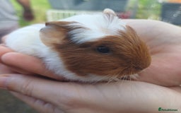 Guinea Pig rodents for sale: Guinea pigs babys available  - Image 3