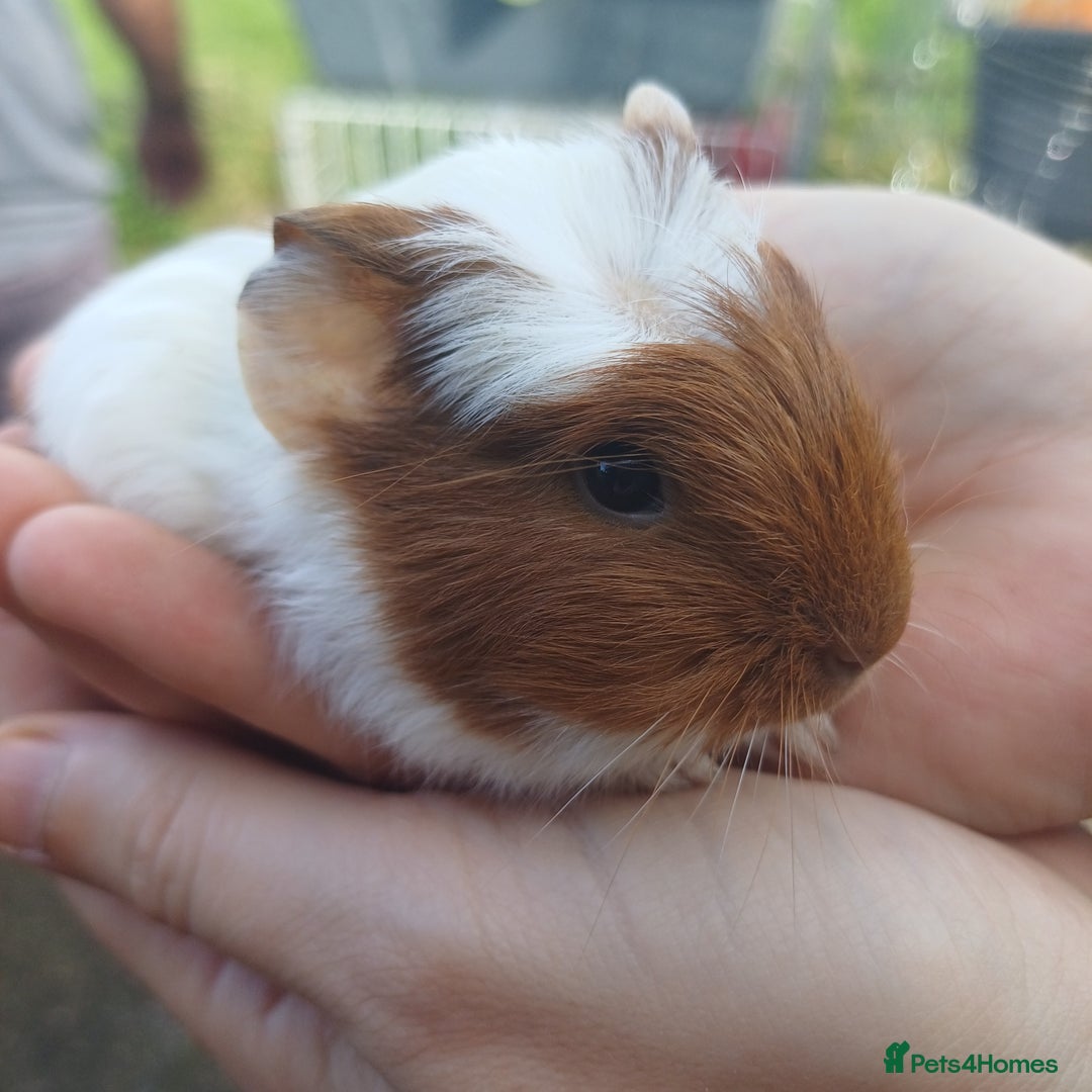 Guinea Pig rodents for sale: Guinea pigs babys available  - Image 3
