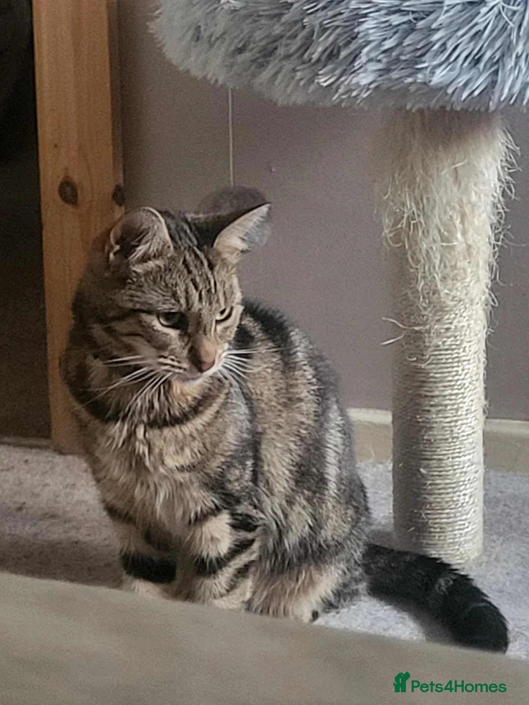 Mixed Breed cats for sale: Minnie - Advert 2