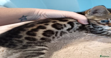 Bengal cats - Advert 8