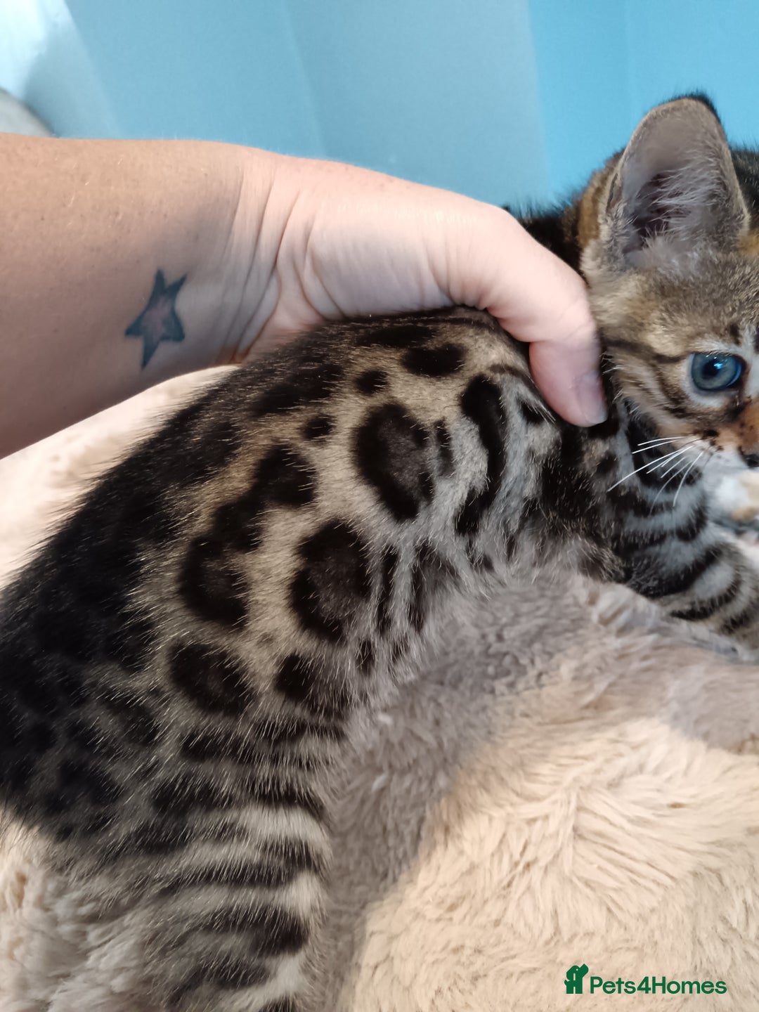 Bengal cats for sale: Tica RG F5 pure bengals - Image 3