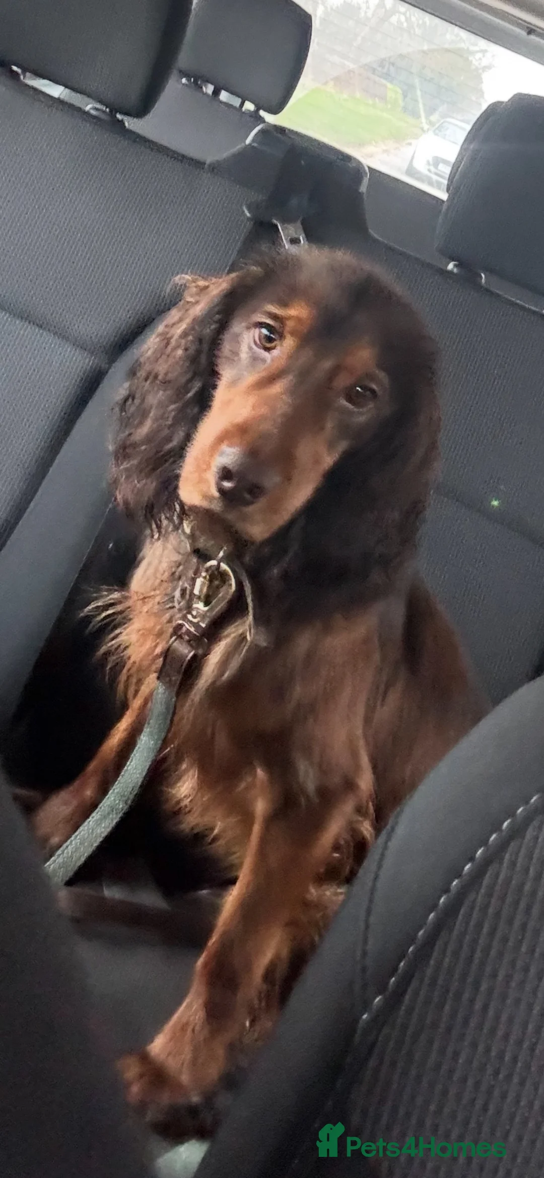 Sprocker dogs for sale: Male choc and tan Sprocker  - Advert 2
