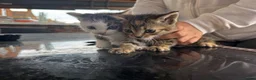 Mixed Breed cats for sale:  5 Little Kittens Looking for Their Forever Homes  - Advert 8