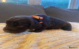 Cocker Spaniel dogs for sale: 10 Gorgeous KC Cocker Spaniel Puppies - Image 6