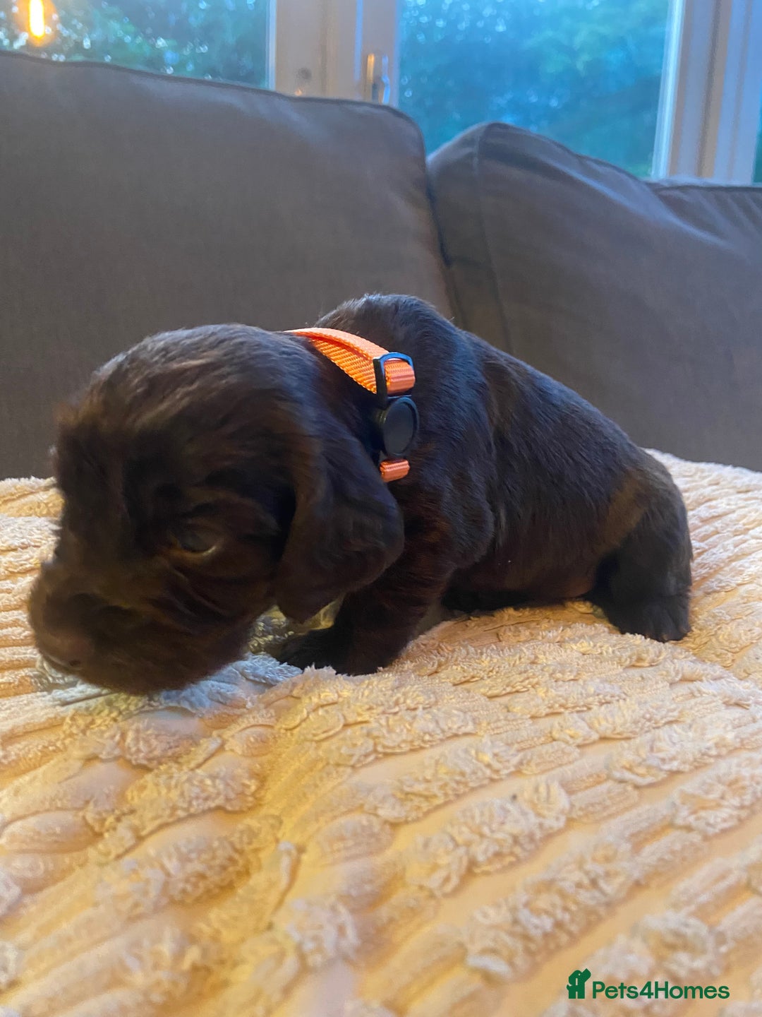 Cocker Spaniel dogs for sale: 10 Gorgeous KC Cocker Spaniel Puppies - Image 6
