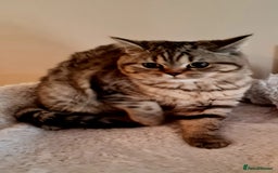 Brazilian Shorthair cats for sale: Beautiful BSH female  - Image 3