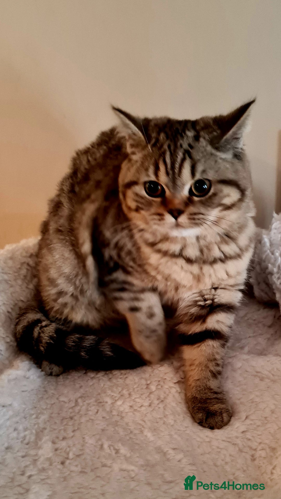 Brazilian Shorthair cats for sale: Beautiful BSH female  - Image 3