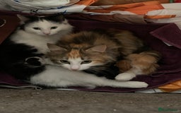 Mixed Breed cats for sale: Stunning fluffy and short haired ready now  - Image 3