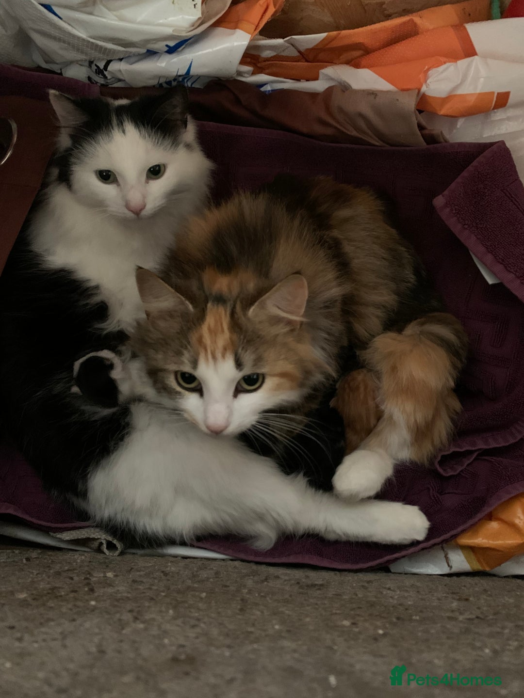 Mixed Breed cats for sale: Stunning fluffy and short haired ready now  - Image 3