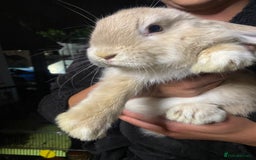 Mini Lop rabbits for sale: Mini lop bunnies for sale  - Image 10