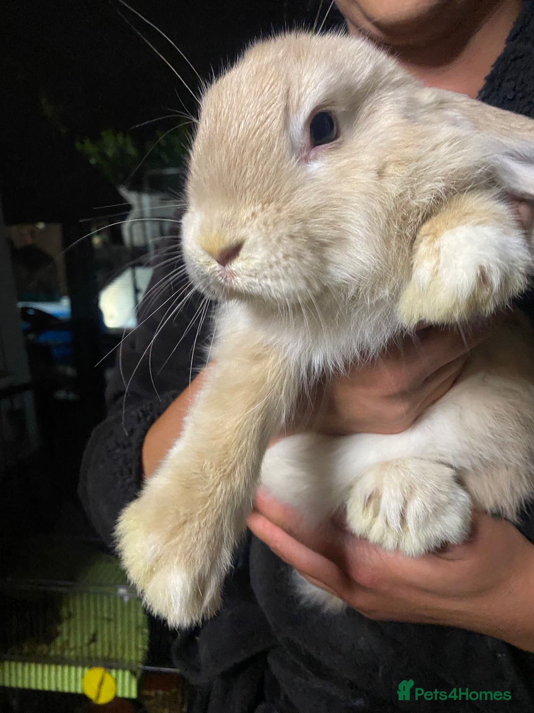 Mini Lop rabbits for sale: Mini lop bunnies for sale  - Image 10