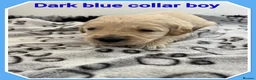 Mini Goldendoodle dogs for sale: 🐶 STUNNING F1 MINIATURE GOLDENDOODLES 🐶 - Advert 10