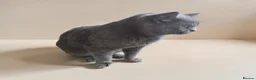 British Shorthair cats for sale: Beautiful British Shorthair Cat  - Advert 3