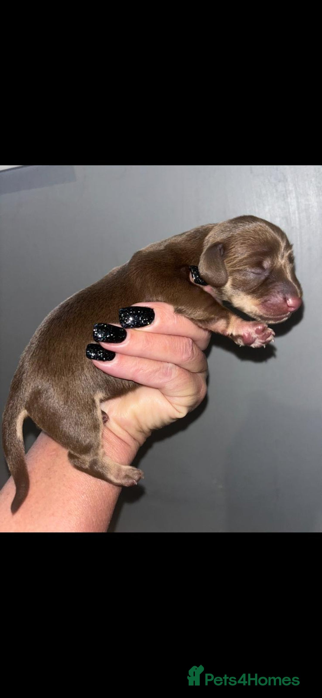 Dachshund dogs for sale: Miniature dashboard babies  - Advert 7