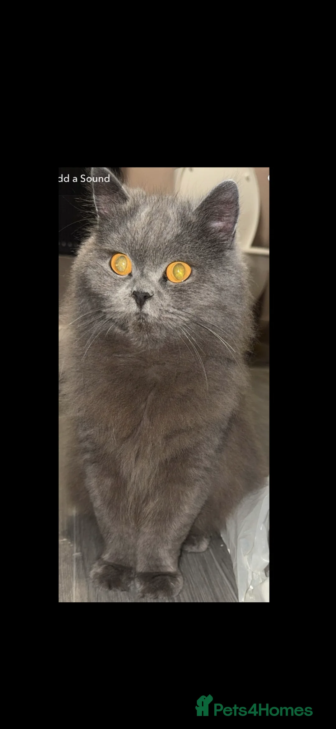 British Longhair cats for sale: British blue girl longhair  - Advert 2