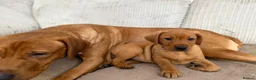 Labrador Retriever dogs for sale: Pedigree Puppies from a Family Home - Advert 24