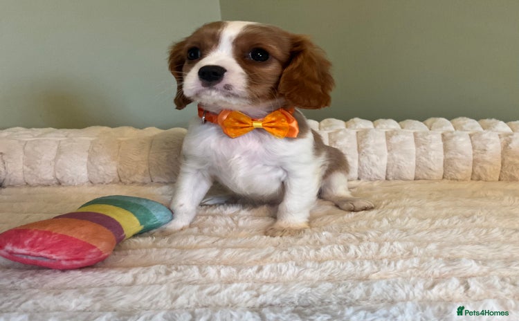 Cavalier King Charles Spaniel dogs - Advert 4
