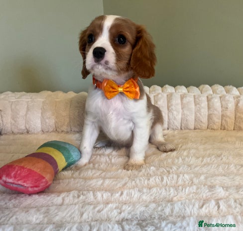 Cavalier King Charles Spaniel dogs - Advert 4