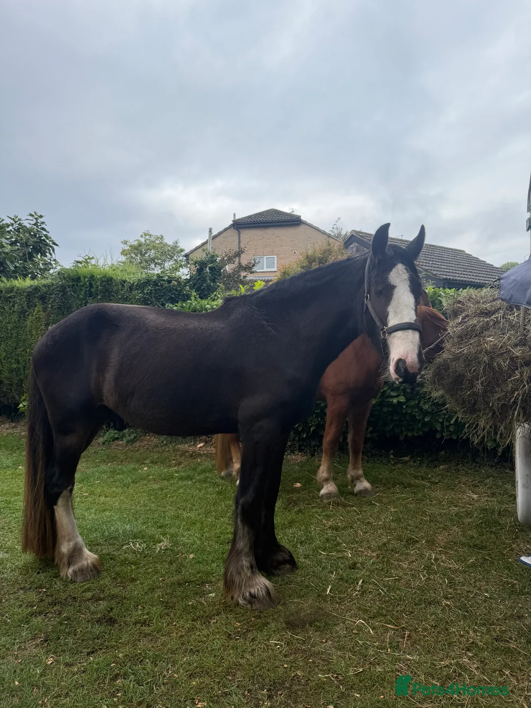 Shire horses for sale: Shire for sale gelding  - Advert 2