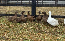 Chickens poultry for sale: Chickens, Ducks, Geese, Turkeys, Chicks and more  - Image 5