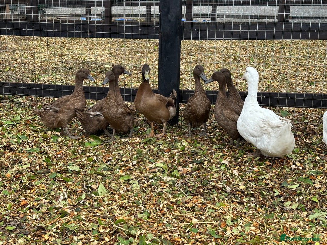 Chickens poultry for sale: Chickens, Ducks, Geese, Turkeys, Chicks and more  - Image 5