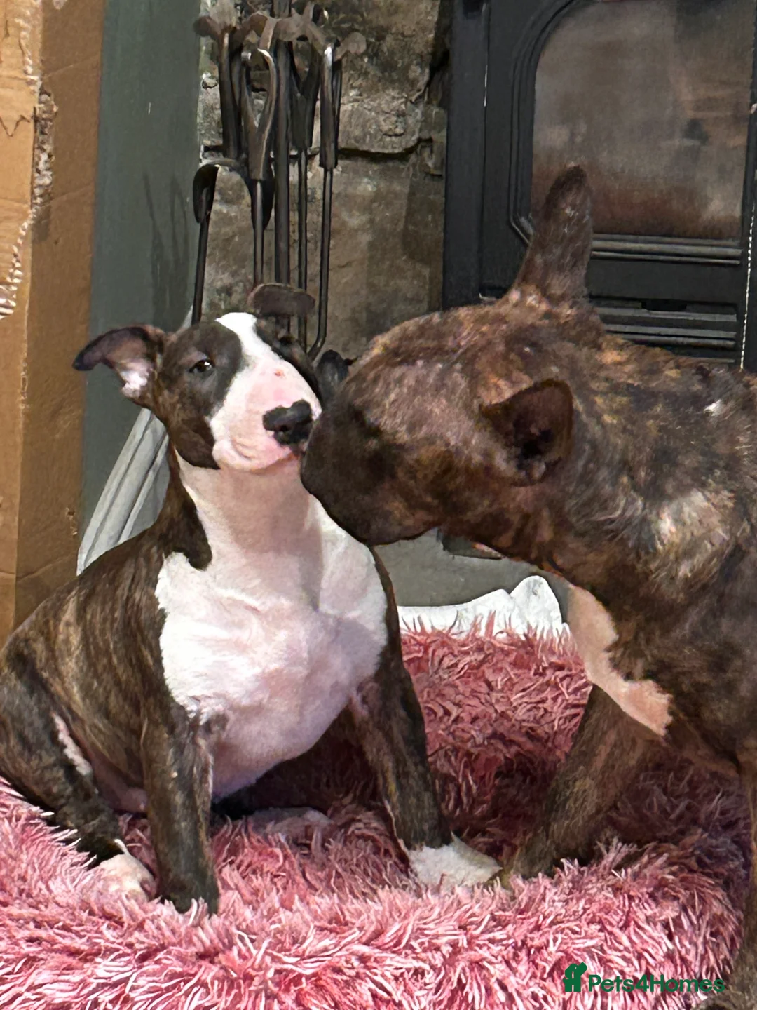 English Bull Terrier dogs for sale: English bull terrier puppy bitch for sale - Advert 3