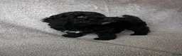 Cockapoo dogs for sale: Gorgeous Cockapoo Puppies 🐾 in Gravesend - Advert 11