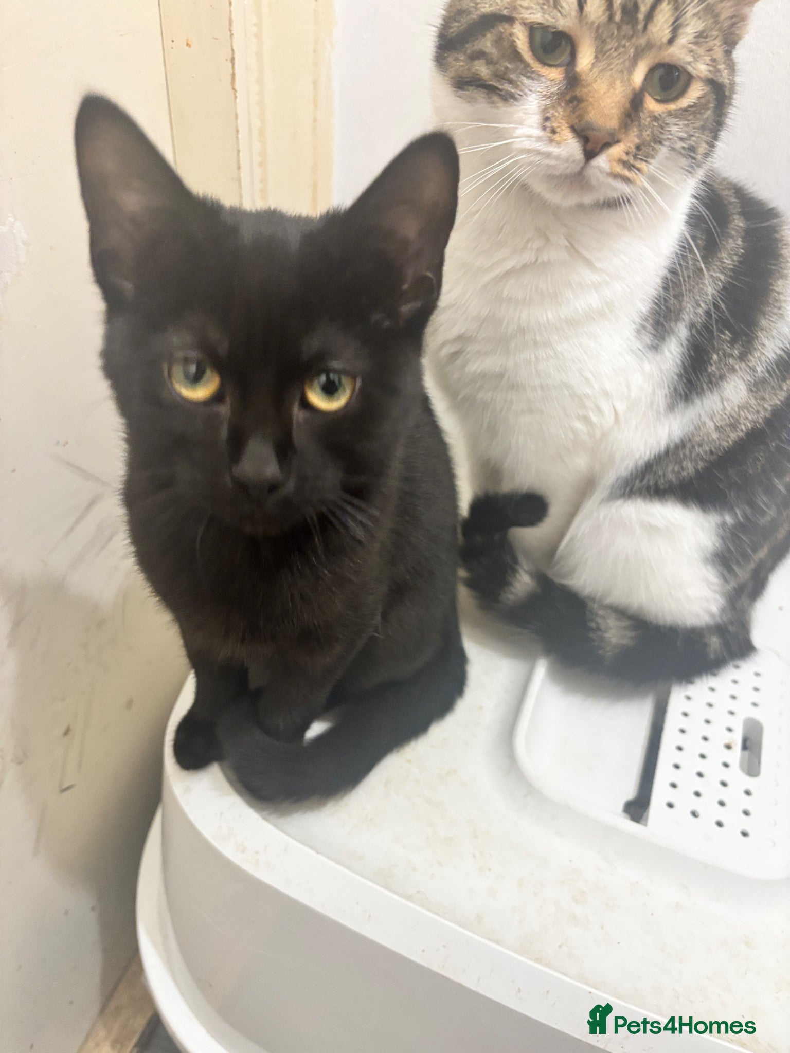 Mixed Breed cats Mixed breeds  - Advert 2