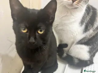 Mixed Breed cats Mixed breeds - Advert 2