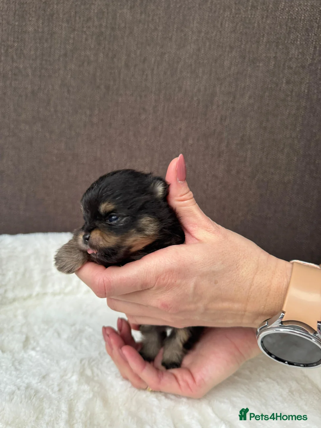 Pomeranian dogs for sale: ♥️ Adorable Pomeranian Puppies ♥️ - Advert 3