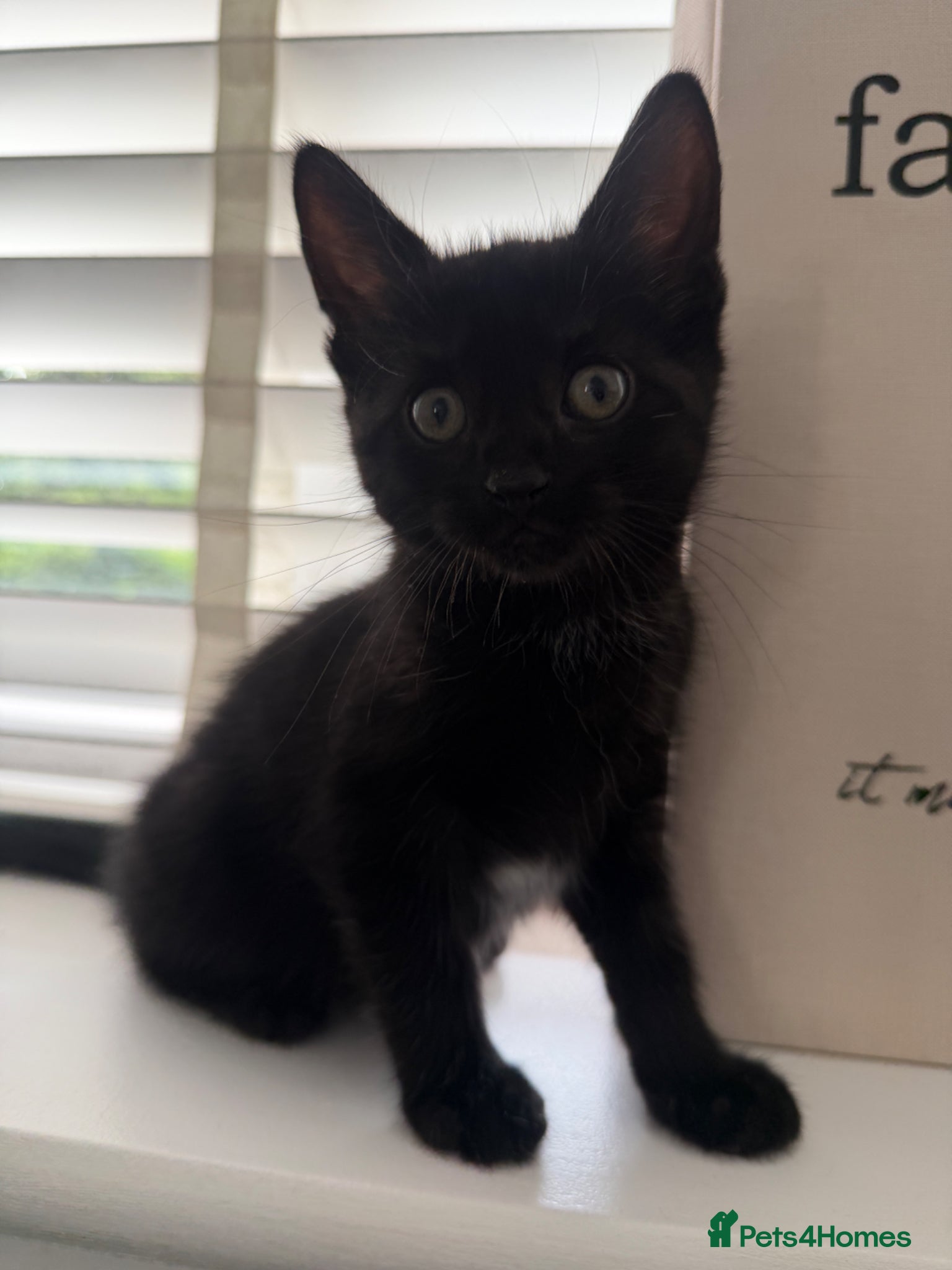 Mixed Breed cats Mixed Breed - Advert 11