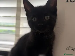 Mixed Breed cats Mixed Breed - Advert 2