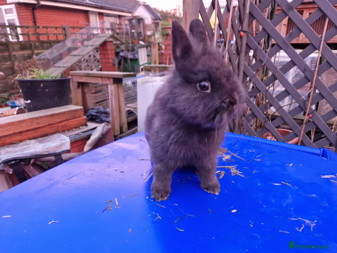 Netherland Dwarf rabbits for sale: Adorably Cute Baby Netherland Dwarves- M and F  - Advert 18