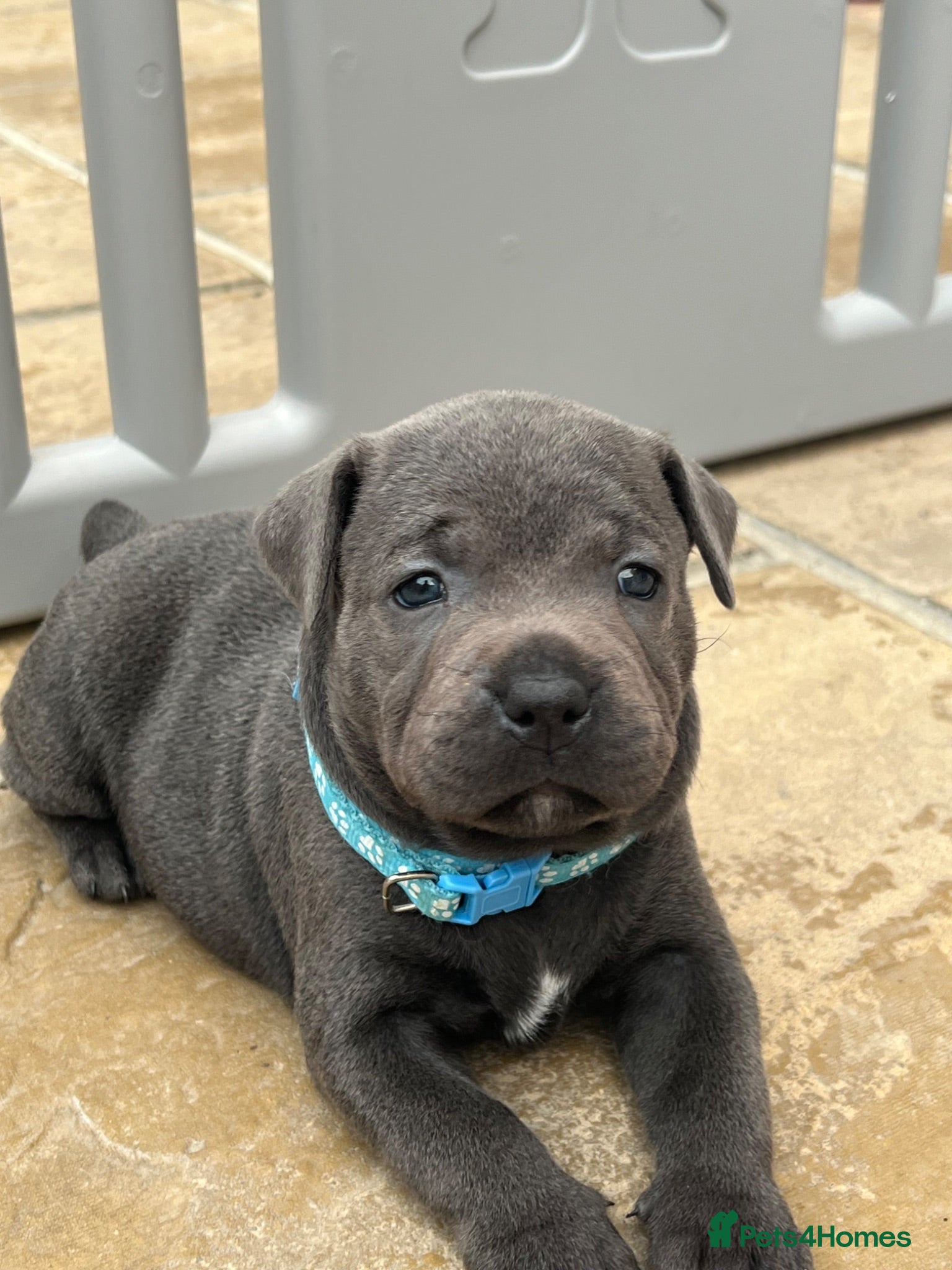 Staffordshire Bull Terrier dogs Stunning KC registered Staffy puppies 💙💙🩷🩷🩷 - Advert 2